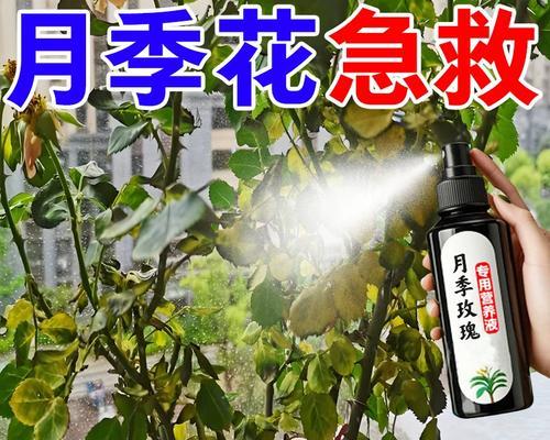 月季喷催芽剂的正确方法是什么？