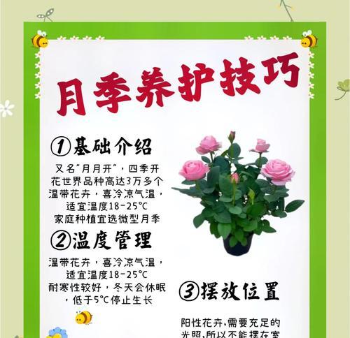 水培微型月季的养护技巧是什么？如何管理？