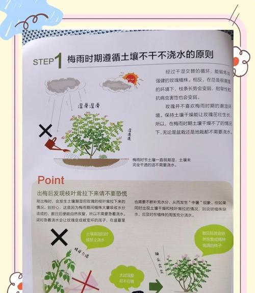 水培微型月季的养护技巧是什么？如何管理？