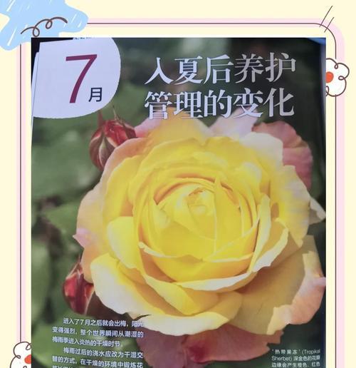 水培微型月季的养护技巧是什么？如何管理？