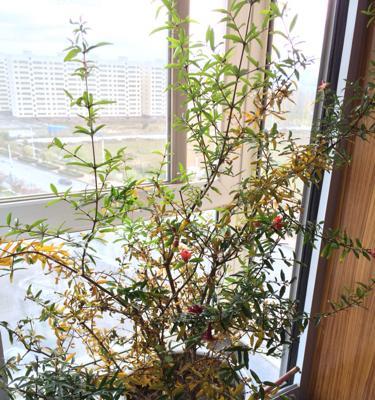 石榴树叶子发黄怎么看？如何处理？