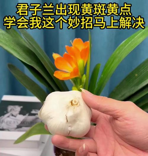 君子兰出现黄斑破叶怎么办？如何处理？