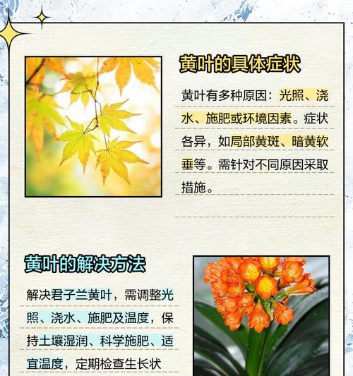 君子兰出现黄斑破叶怎么办？如何处理？