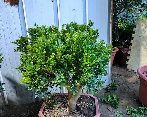 阳台种植既美观又芳香的花卉推荐？