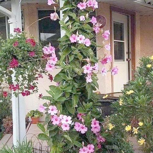 阳台种植既美观又芳香的花卉推荐？