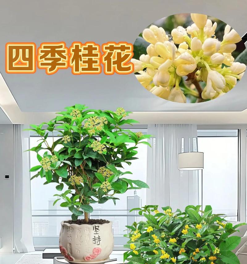 阳台种四季开花的花是什么花？有哪些适合阳台种植的四季开花植物？