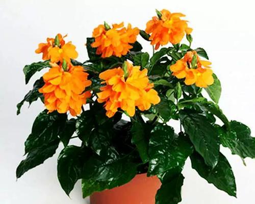 阳台种四季开花的花是什么花？有哪些适合阳台种植的四季开花植物？