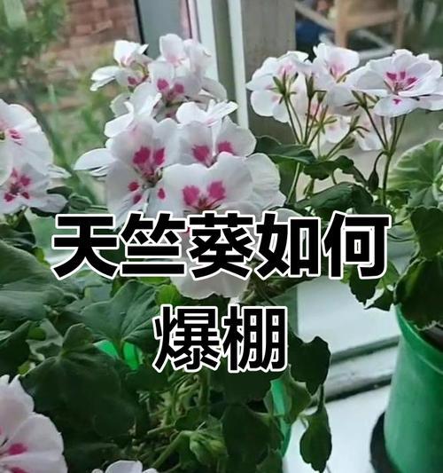 天竺葵打顶促进分枝的方法是什么？如何通过打顶使天竺葵分枝更多？