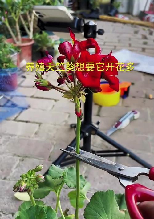 天竺葵打顶促进分枝的方法是什么？如何通过打顶使天竺葵分枝更多？