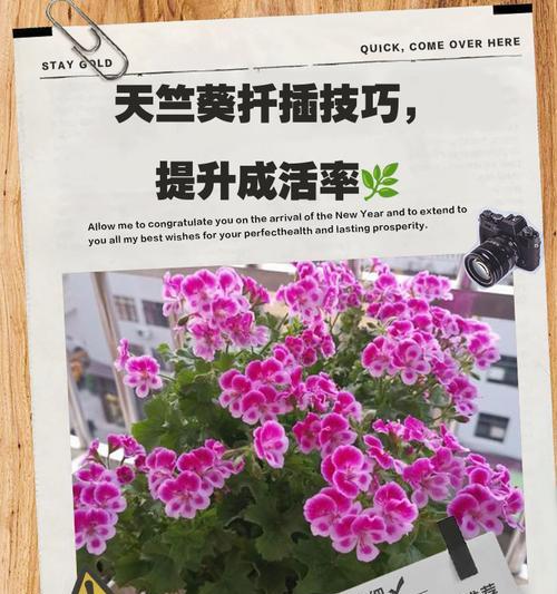 天竺葵打顶促进分枝的方法是什么？如何通过打顶使天竺葵分枝更多？