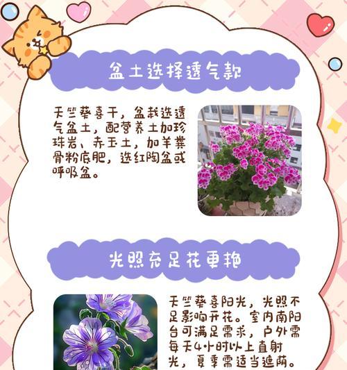 百盛花卉天竺葵的养殖方法是什么？