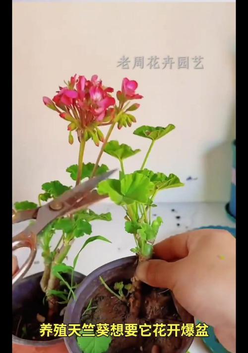 百盛花卉天竺葵的养殖方法是什么？