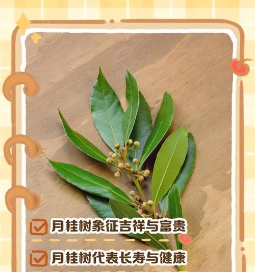 月桂树栽培技术要点有哪些？如何确保月桂树健康成长？