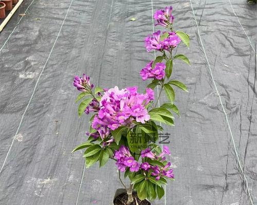 哪些阳台花卉既有藤香味又好养？