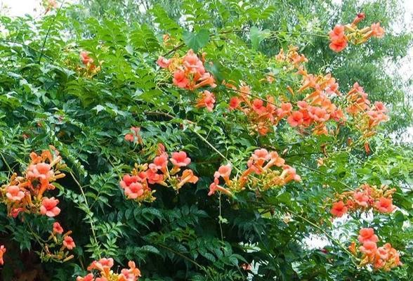哪些阳台花卉既有藤香味又好养？