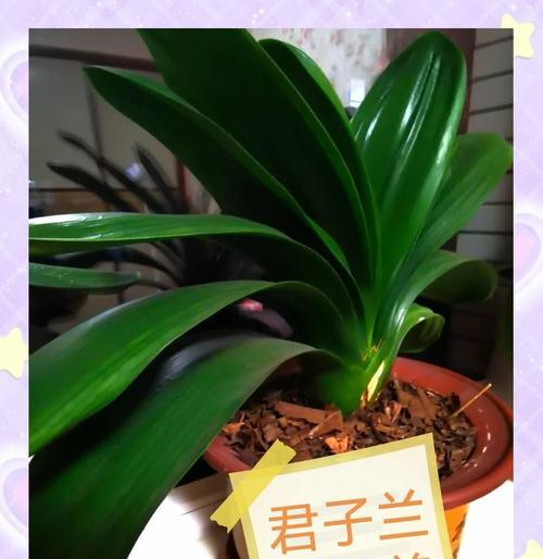 君子兰繁殖小苗的最佳时机是什么时候？