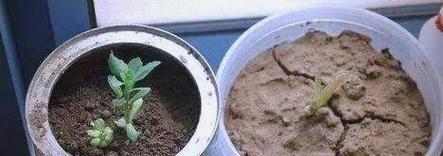 君子兰繁殖小苗的最佳时机是什么时候？