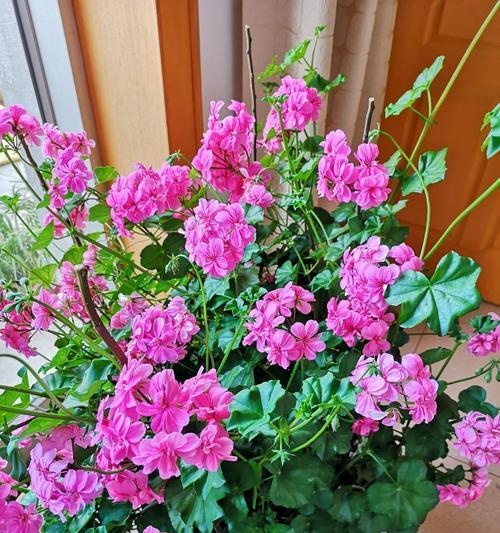 天竺葵新到家是否需要剪花苞？剪花苞的正确方法是什么？