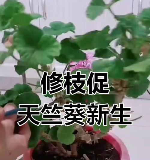 天竺葵新到家是否需要剪花苞？剪花苞的正确方法是什么？