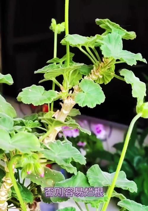 天竺葵新到家是否需要剪花苞？剪花苞的正确方法是什么？