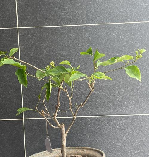 三角梅根系满盆如何处理？