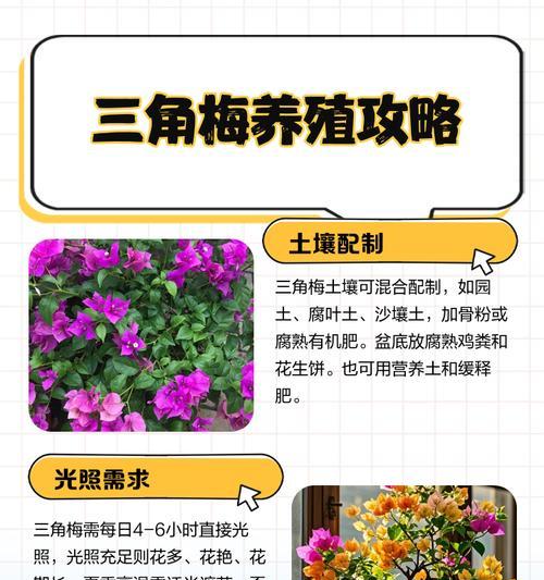 三角梅根系满盆如何处理？