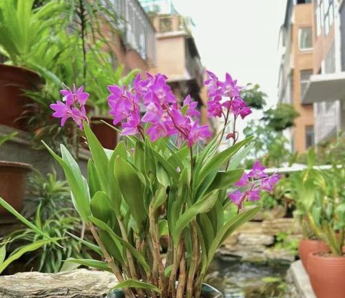 北阳台散光养什么花？哪些植物适合在北阳台生长？