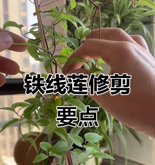 如何促进铁线莲芽点增多？