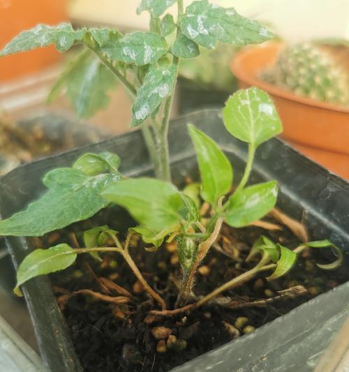 如何促进铁线莲芽点增多？