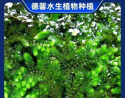 池州地区有哪些推荐的沉水型水生植物？