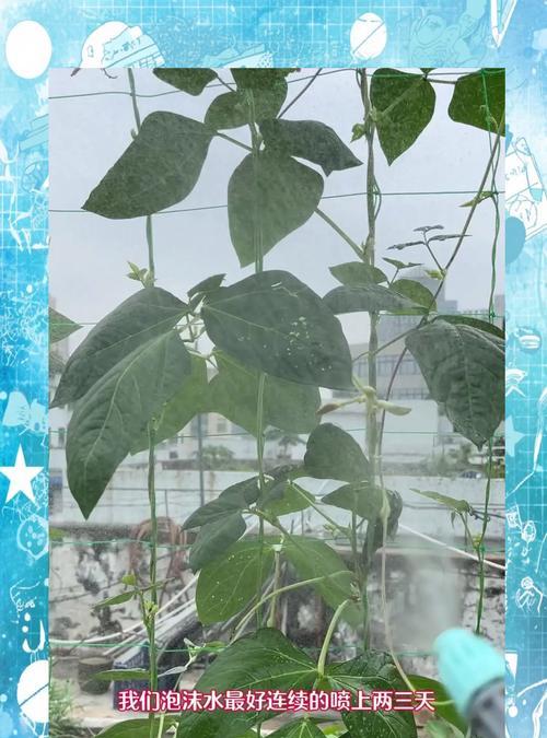 铁线莲长蚜虫了怎么办？有效防治方法有哪些？