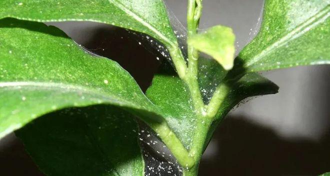 铁线莲长蚜虫了怎么办？有效防治方法有哪些？