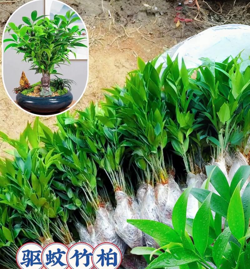 春季竹柏叶子黄干如何补救？