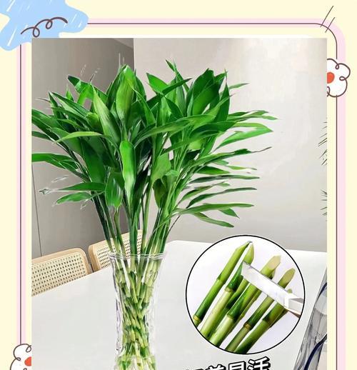 春季竹柏叶子黄干如何补救？
