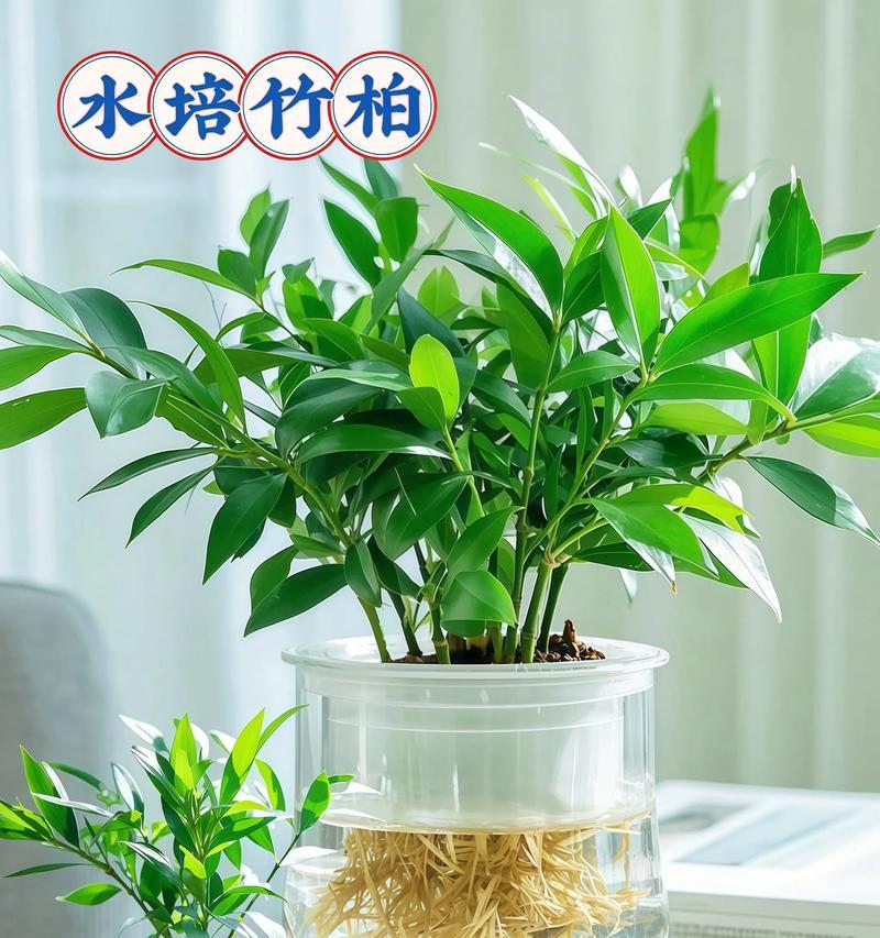 春季竹柏叶子黄干如何补救？