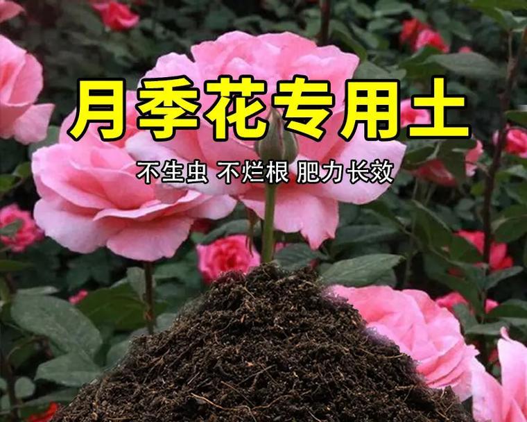泥炭土如何配制适合月季的土壤？如何使月季生长得更美观？