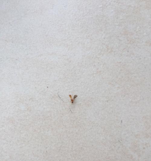 木本植物小飞虫问题如何解决？