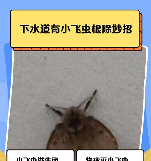 木本植物小飞虫问题如何解决？