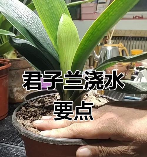 进口君子兰的正确浇水方法是什么？