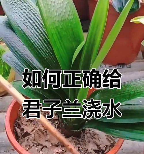进口君子兰的正确浇水方法是什么？