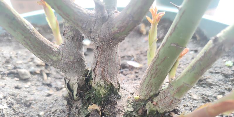 月季底芽留种的正确方法是什么？