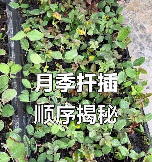 月季底芽留种的正确方法是什么？