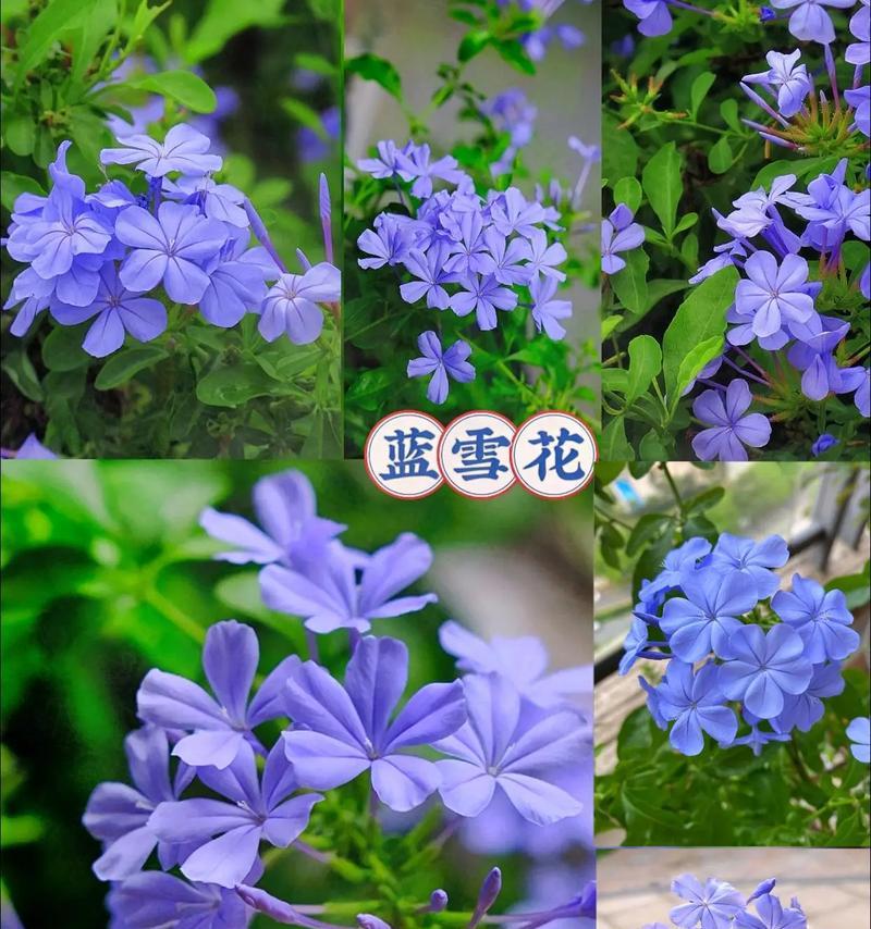 蓝雪花栽培技术要点是什么？