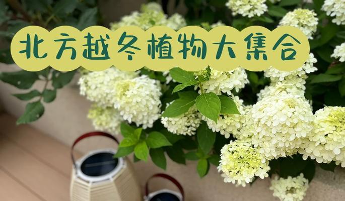露台种植植物需要满足哪些条件？
