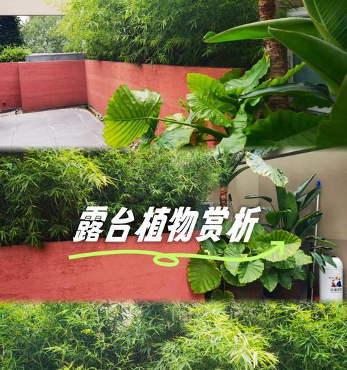 露台种植植物需要满足哪些条件？