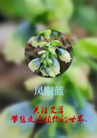 哪些外来入侵水生植物适合养殖？