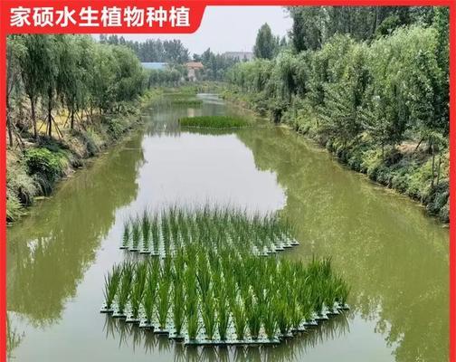 哪些外来入侵水生植物适合养殖？