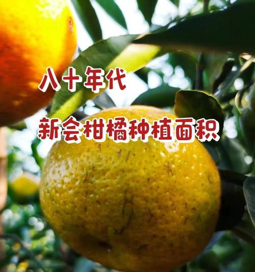 新会柑橘的种植技术要点是什么？