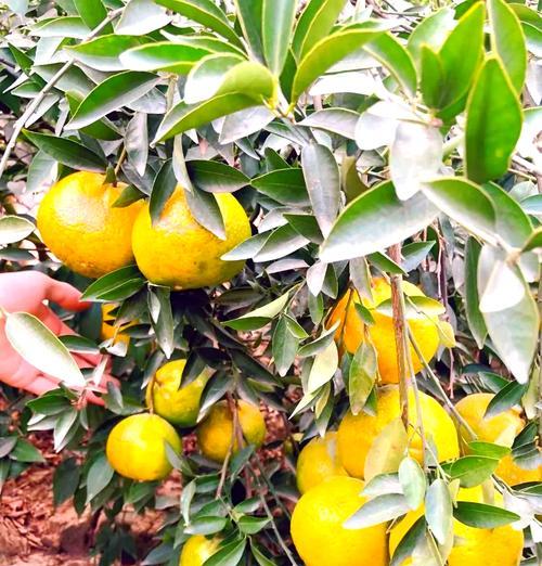 新会柑橘的种植技术要点是什么？