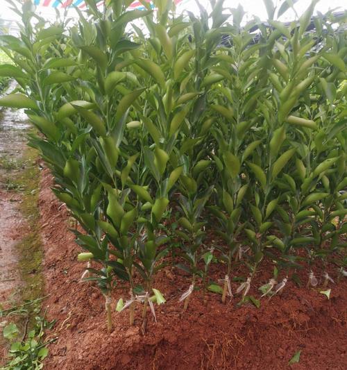 新会柑橘的种植技术要点是什么？